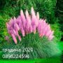 Разсад Кортадерия- Пампаска трева   , снимка 1 - Градински цветя и растения - 27388242