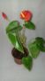 АНТУРИУМ  - Стайно Цвете , снимка 1 - Стайни растения - 45407166