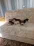 мини чиху пинчер , снимка 13