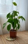 Фикус "Бенджамин", снимка 1