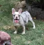 ТОП Френски булдог/French Bulldog , снимка 3