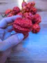 Carolina Reaper Каролина Рипер, снимка 11