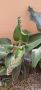 Лечебно Каланхое Дегремонтиана, снимка 1 - Стайни растения - 45710364