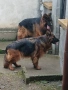 Елитни немски овчарки, снимка 5