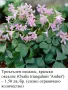 Триъгълен оксалис, кралски оксалис (Oxalis triangularis) - сортове, снимка 6