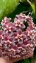 Hoya pubicalyx Royal Hawaiian Purple , снимка 4