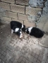 продавам кученца , снимка 1