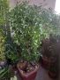 Многогодишен зелен храст Euonymus japonicus, снимка 1 - Градински цветя и растения - 41324609