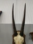 ГОЛЯМ ЛОВЕН ТРОФЕЙ НА АНТИЛОПА, МУФЛОН , снимка 5