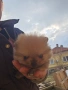 Мини Померанчета момчета , снимка 7