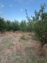 ПЧЕЛИН С КЪЩА С 4.5 ДКА ГРАДИНА / терен / парцел / в с. Васил Левски , обл. Силистра .-цена 20 650лв, снимка 3