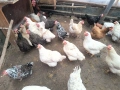 Продавам 31 броя кокошки, снимка 2