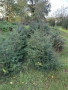 Коледна чудна елха за дома и градината , снимка 9