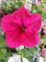 Петуния каскадна, снимка 1 - Градински цветя и растения - 45426921