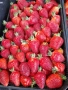 продавам фантастичен разсад ягоди и малини , снимка 16