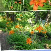 Хемерокалис(Оранжев крем), снимка 1 - Градински цветя и растения - 45100211