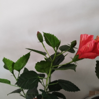 китайска роза , снимка 2 - Стайни растения - 45047206