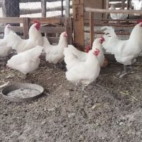 Продавам пилета бял австралорп, снимка 2 - други­ - 45082327