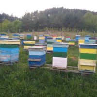 Пчелни семейства и роеве, снимка 1 - Други животни - 45428820