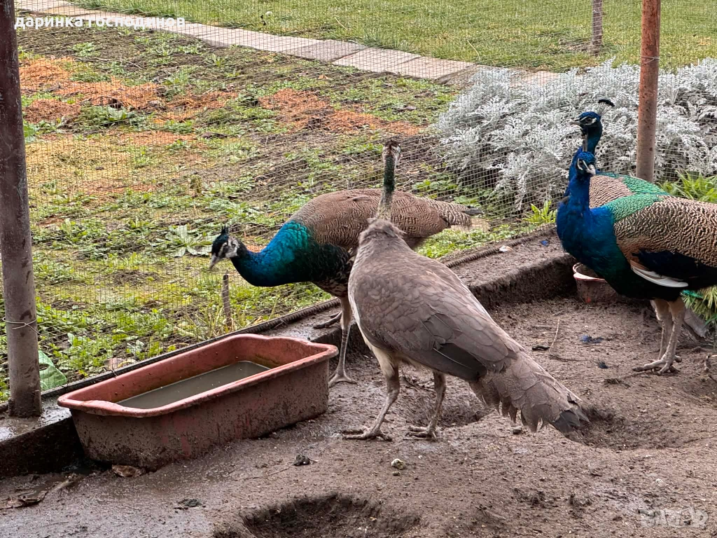 Индийски пауни мъжки и женски, снимка 1