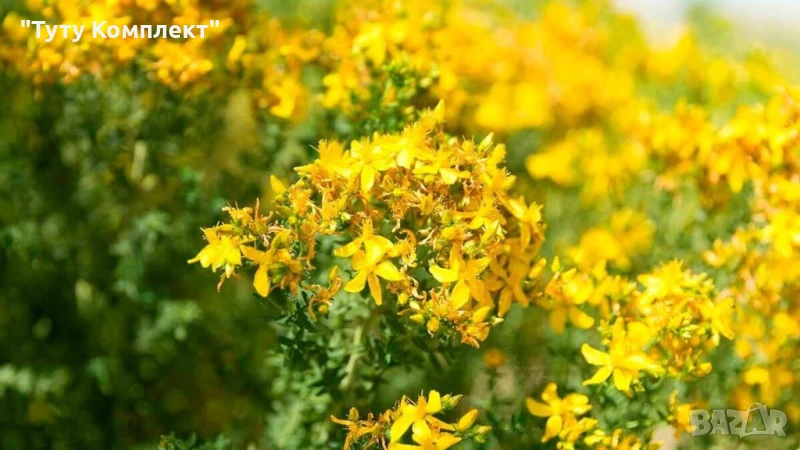 Продавам сушени билки - жълт кантарион,драка и хвощ на килограм , снимка 1