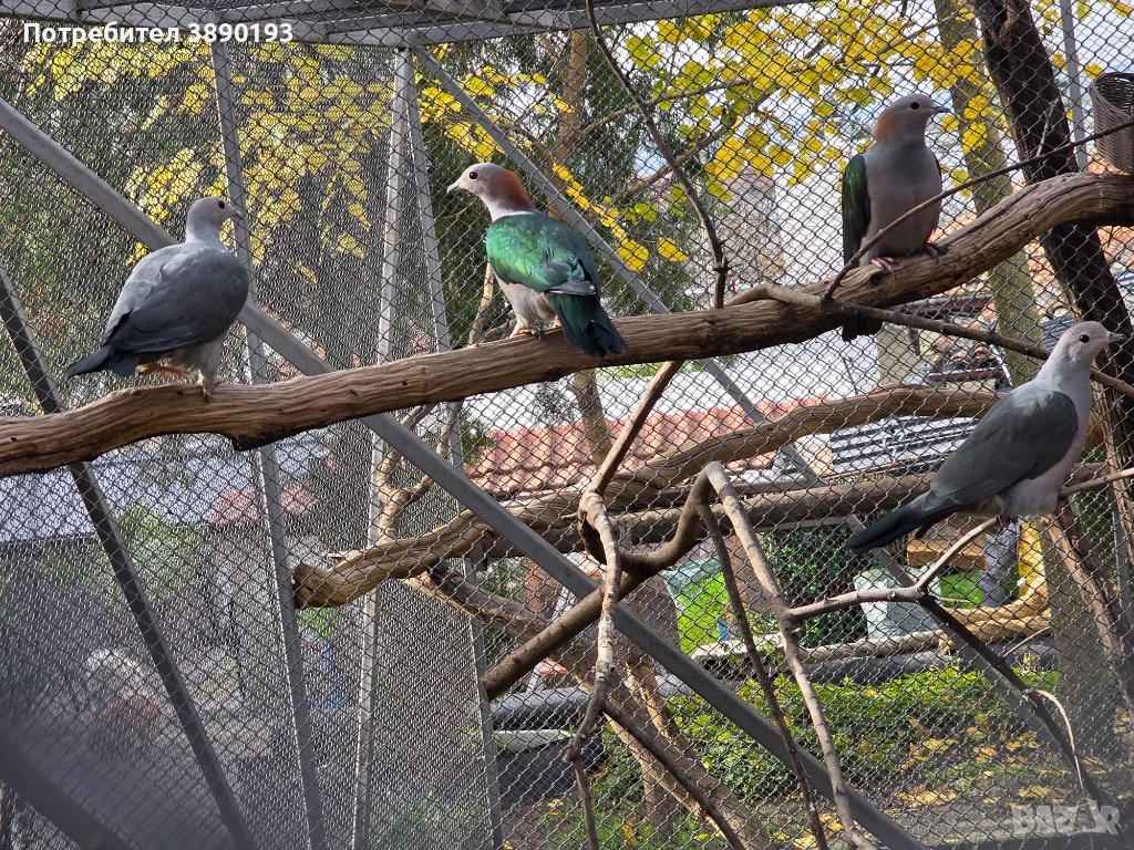 Плодоядни гълъби, снимка 1