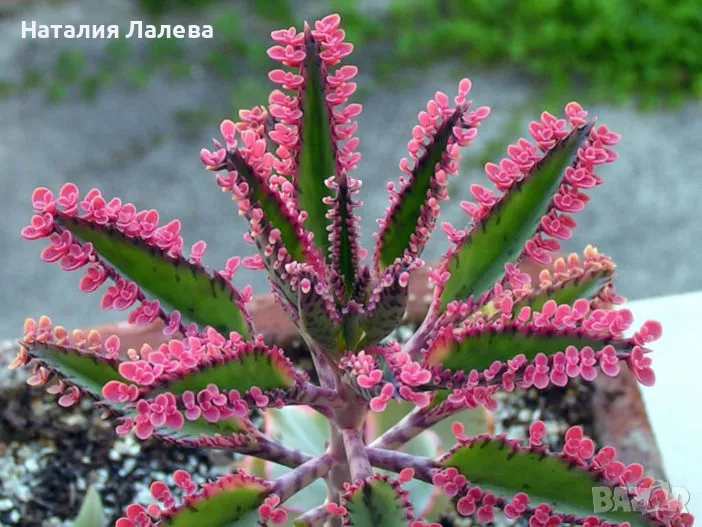 Каланхое, kalanchoe pink butterflies, снимка 1