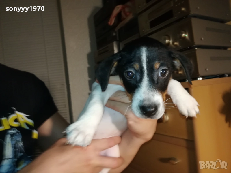 КУЧЕНЦЕ ДЖАК РЪСЕЛ 250ЛВ С ВАКСИНА И ПАСПОРТ 2310251706, снимка 1