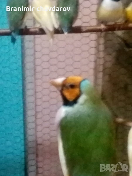 продавам амадини , снимка 1