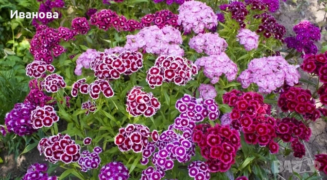 Топ карамфил, снимка 1