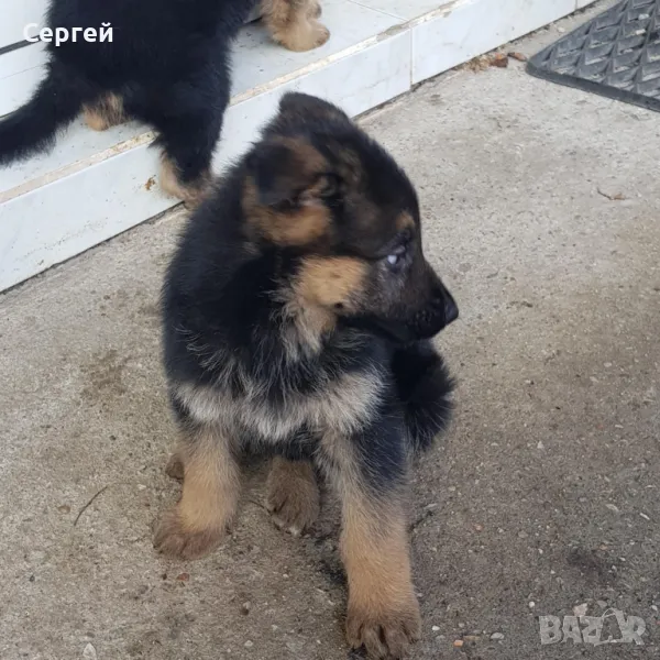 Малки немски овчарки , снимка 1