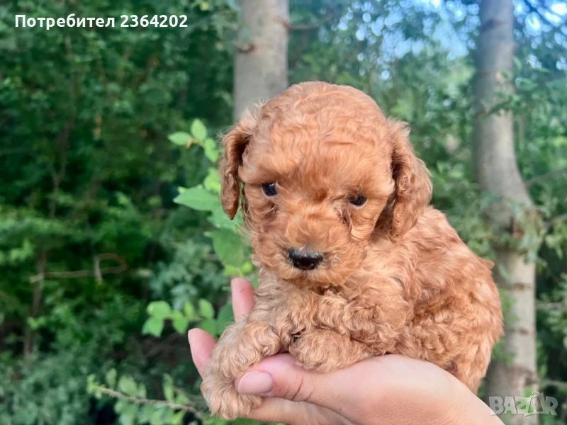 Мини пудел, снимка 1