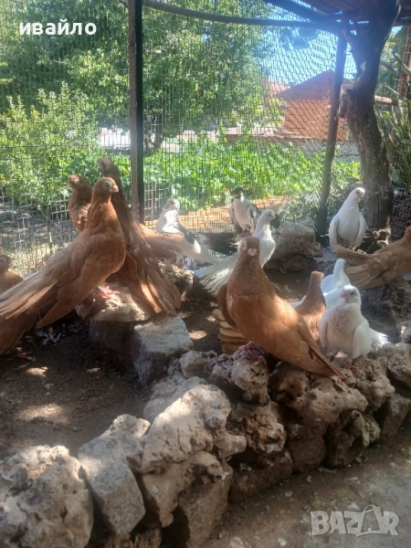 варненски гълъби, снимка 1