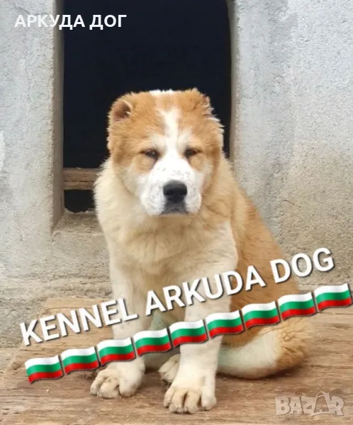 Средноазиатска овчарка, снимка 1