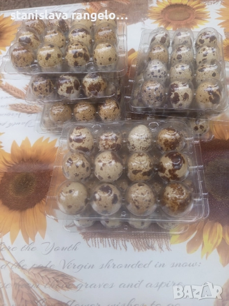 Продавам пъдпъдъчи яйца , снимка 1