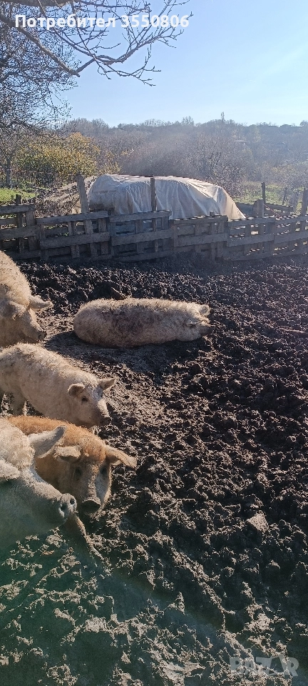 Продавам прасета за клане, снимка 1