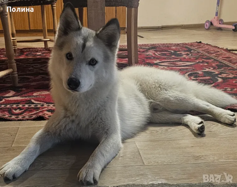 Чистокръвно хъски търсиси мадама за разплод цена на лично , снимка 1