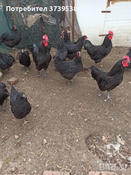 Яйца от черен Австралорп и Катунски кокошки, снимка 1