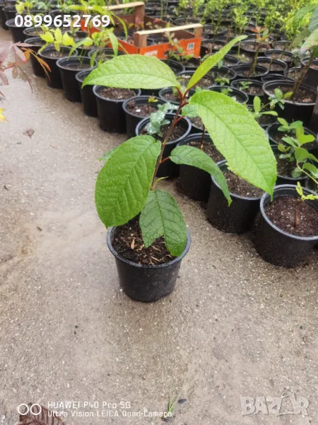 Червена Черемуха(Птичи Череша) , снимка 1