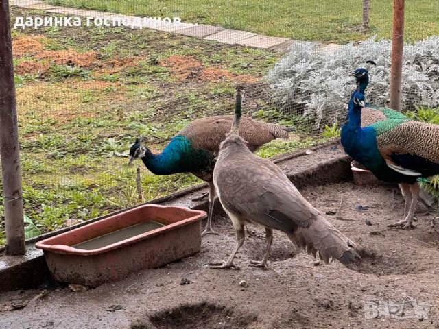 Индийски пауни мъжки и женски