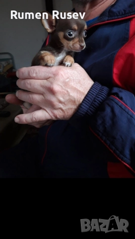 Продавам Чихуахуа женско , снимка 7 - Чихуахуа - 52933508