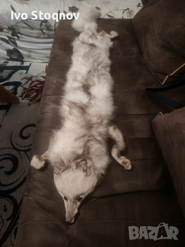 яка от сребърна лисица, снимка 4 - Шалове - 54114619