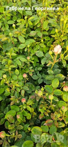 Храстовидни и влачещи рози , снимка 5 - Градински цветя и растения - 54233250