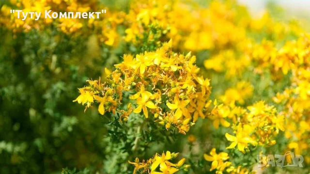 Продавам сушени билки - жълт кантарион,драка и хвощ на килограм 