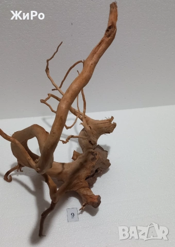 Корен от Азалия /декорация/ 9, снимка 2 - Други - 48577954