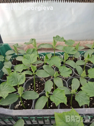 Разсад домати,краставици,пипер, снимка 9 - Разсади - 53459228