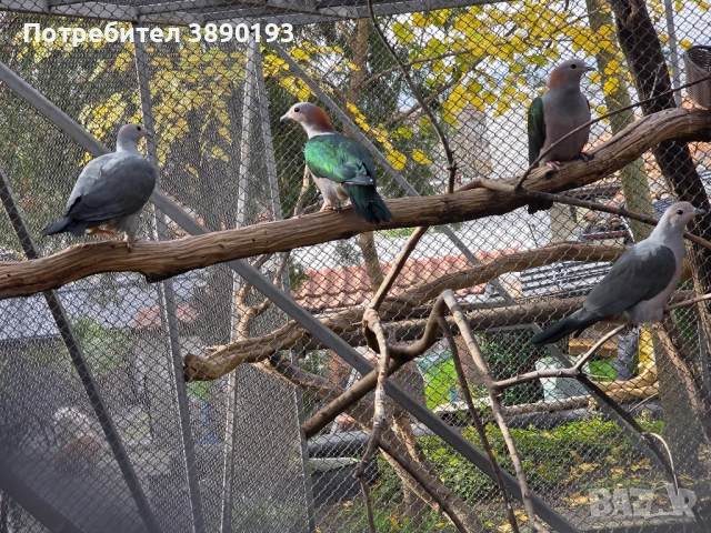 Плодоядни гълъби