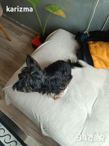 Йорки 🐕🐕🐶, снимка 3 - Йоркширски териер - 52902241