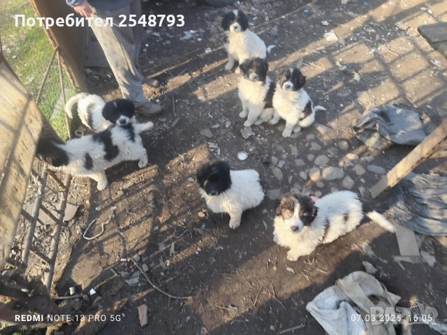 Каракачанки , снимка 10 - Каракачанска овчарка - 53824577