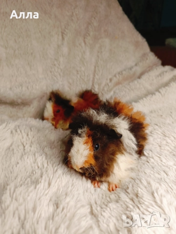 Соски свинчета альпако. С дълга къдрава коса. , снимка 8 - Морски свинчета - 52861716